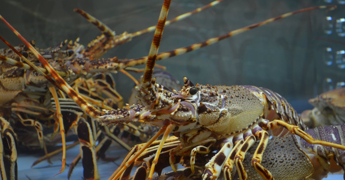 The History of Lobster Tails in British Cuisine