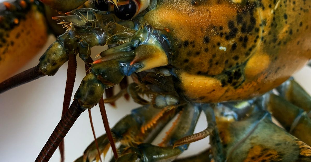 The History of Lobster Tails in British Cuisine