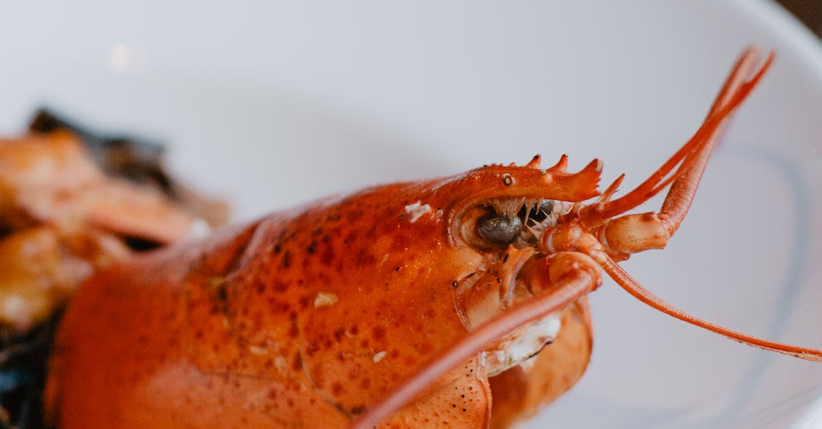 Why Choose Warm Water Lobster Tails Over Cold Water