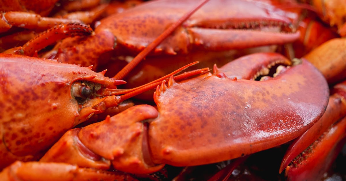 Why cold water lobster tails are preferred by chefs